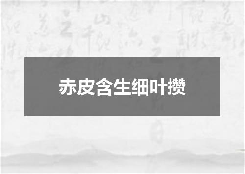 赤皮含生细叶攒