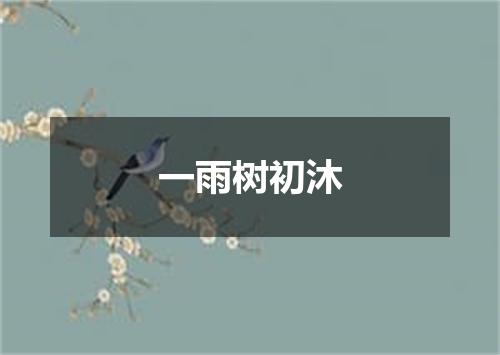 一雨树初沐