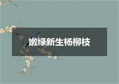 嫩绿新生杨柳枝