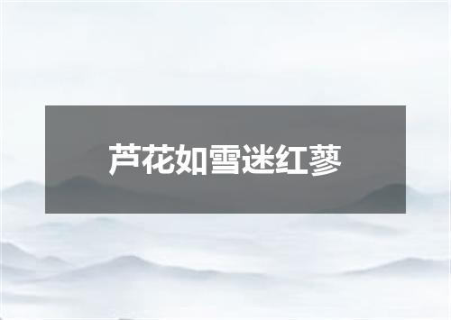 芦花如雪迷红蓼