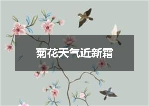 菊花天气近新霜