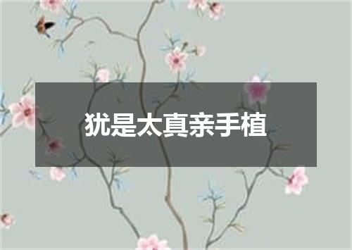犹是太真亲手植