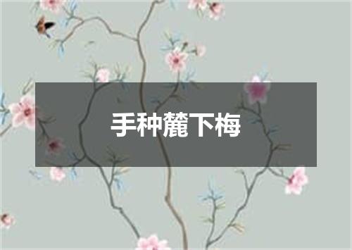 手种麓下梅