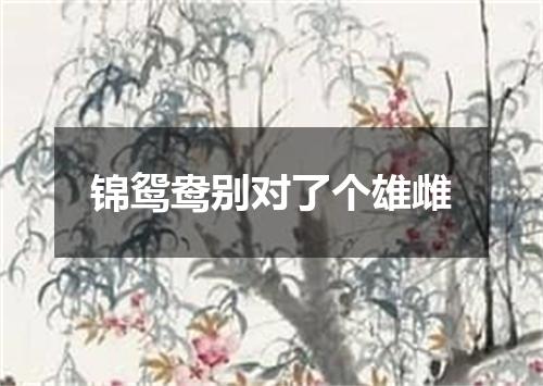 锦鸳鸯别对了个雄雌