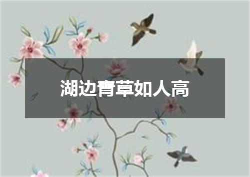 湖边青草如人高