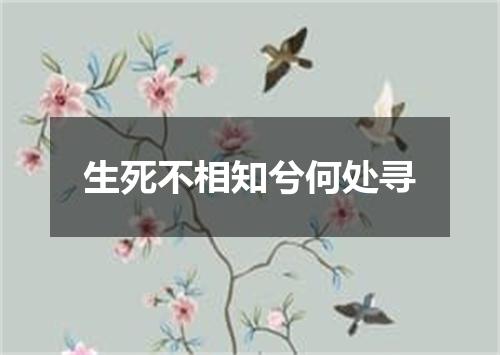 生死不相知兮何处寻