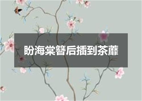 盼海棠簪后插到茶蘼