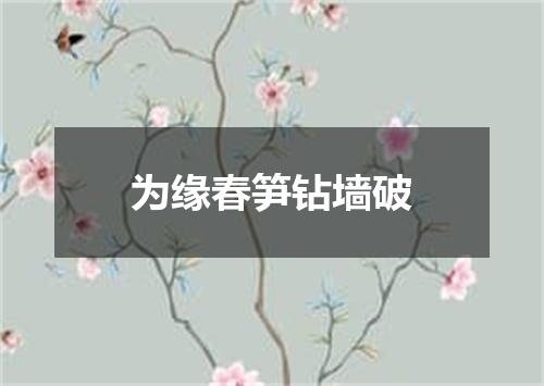 为缘春笋钻墙破