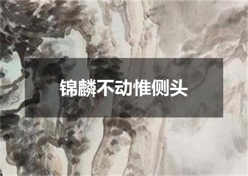 锦麟不动惟侧头