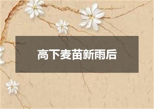 高下麦苗新雨后