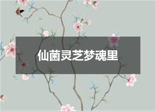 仙菌灵芝梦魂里