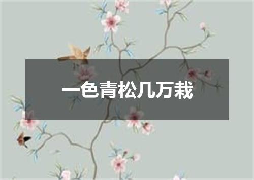 一色青松几万栽