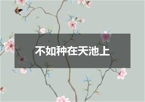 不如种在天池上