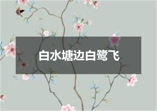 白水塘边白鹭飞