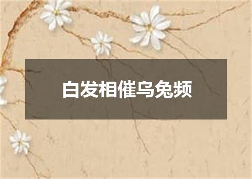 白发相催乌兔频