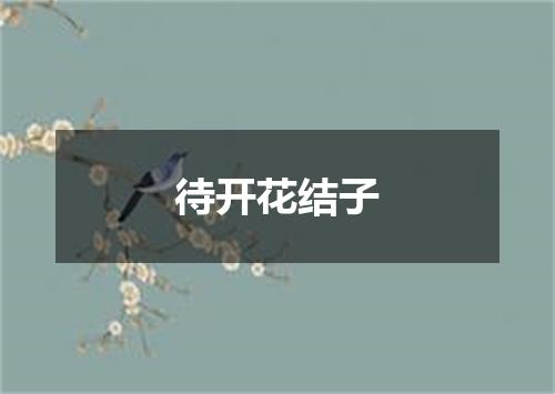 待开花结子