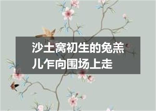 沙土窝初生的兔羔儿乍向围场上走