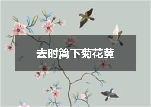 去时篱下菊花黄