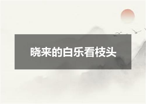 晓来的白乐看枝头