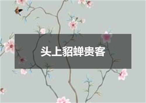 头上貂蝉贵客