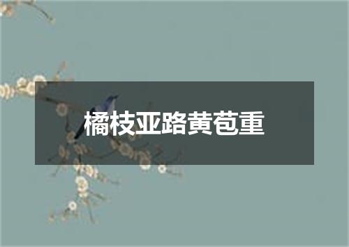 橘枝亚路黄苞重