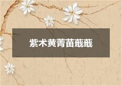 紫术黄菁苗蕺蕺
