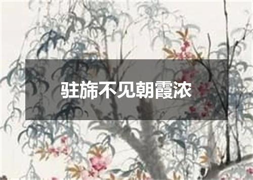 驻旆不见朝霞浓
