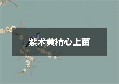 紫术黄精心上苗