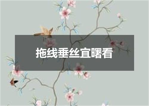 拖线垂丝宜曙看
