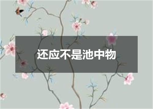 还应不是池中物