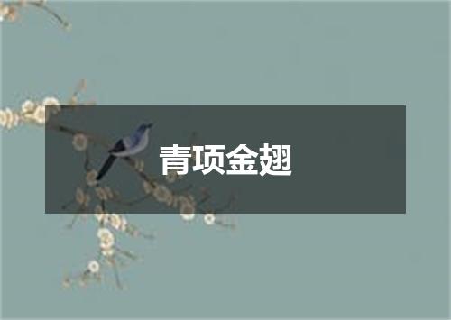 青项金翅