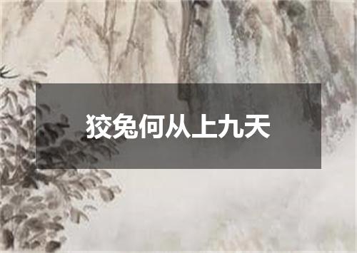 狡兔何从上九天