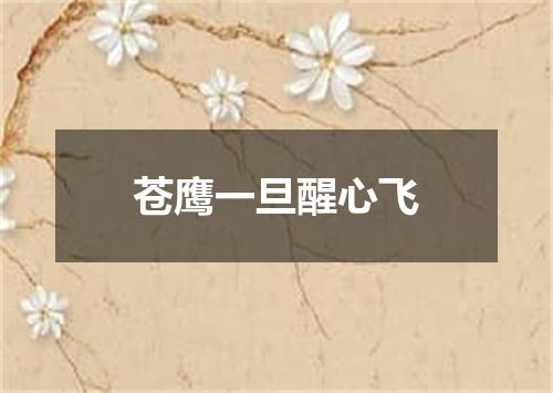 苍鹰一旦醒心飞
