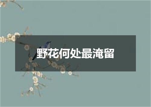 野花何处最淹留