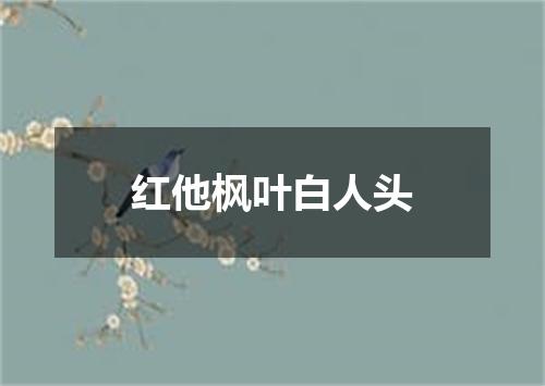 红他枫叶白人头