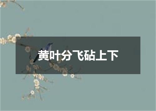 黄叶分飞砧上下