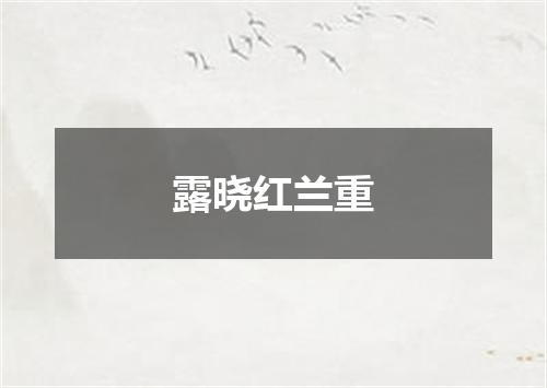 露晓红兰重