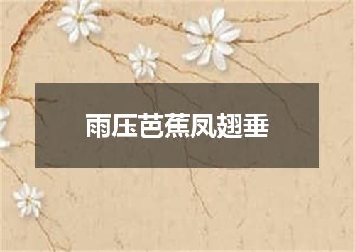 雨压芭蕉凤翅垂