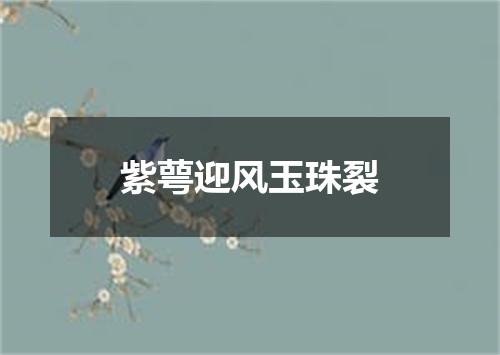 紫萼迎风玉珠裂