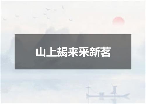 山上朅来采新茗