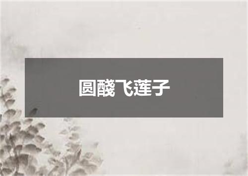 圆醆飞莲子