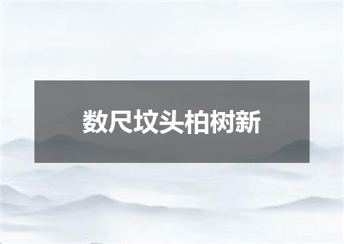 数尺坟头柏树新