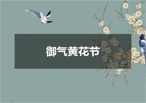 御气黄花节