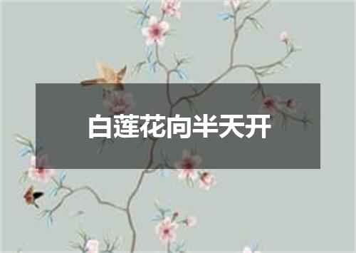 白莲花向半天开