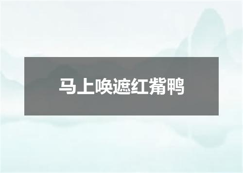 马上唤遮红觜鸭