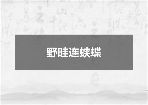 野畦连蛱蝶