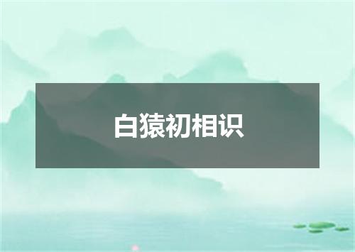白猿初相识