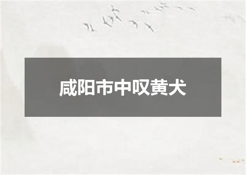 咸阳市中叹黄犬