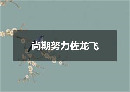 尚期努力佐龙飞
