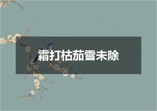 霜打枯茄雪未除